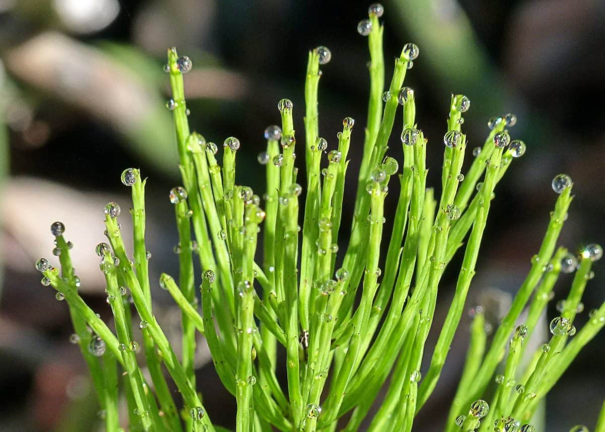 horsetail plant