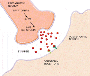 serotonin mechanism