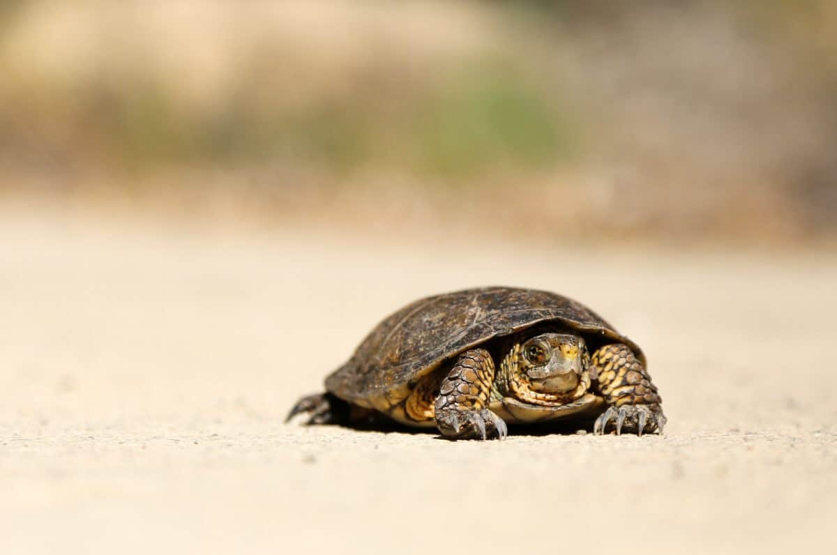 a tortoise - symbol of something slow
