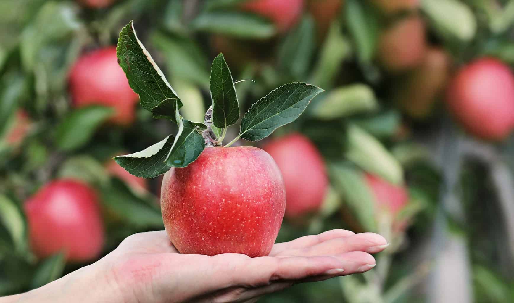 Apple Diet Is It Good For Weight Loss