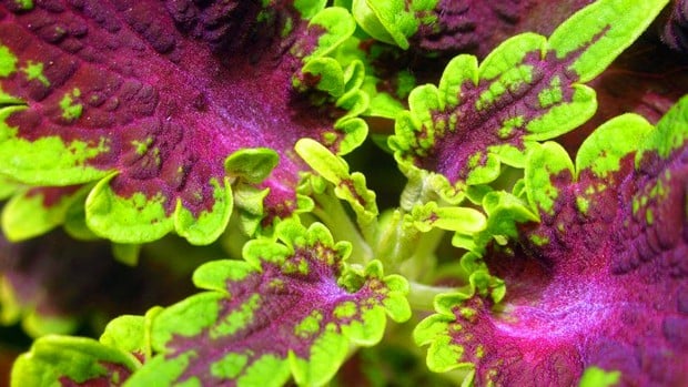 Everything You Need to Know About Forskolin