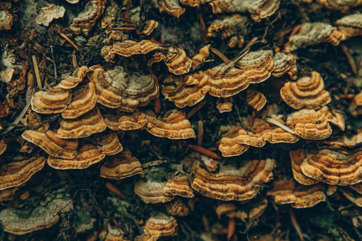 What Are the Benefits of Turkey Tail Mushrooms? Does It Include Weight Loss?